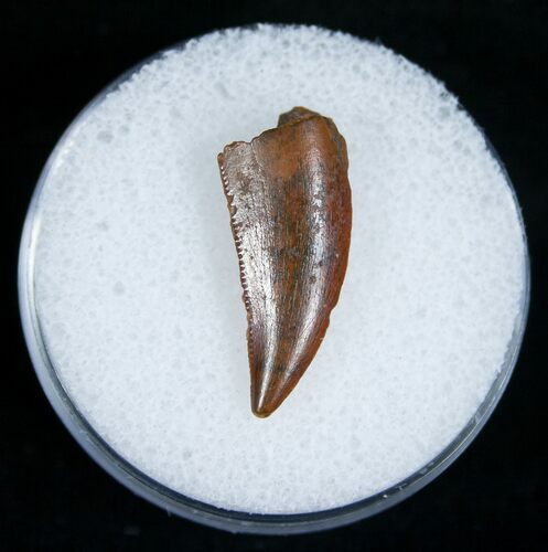 Beautiful Raptor Tooth From Morocco #5180